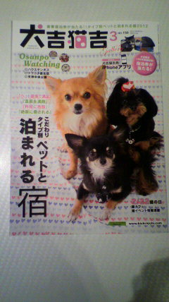 犬吉.jpgのサムネール画像