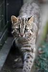 つしまやまねこ.jpg