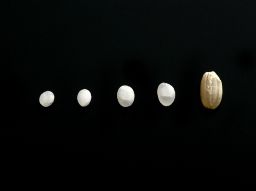 精米_256.jpg