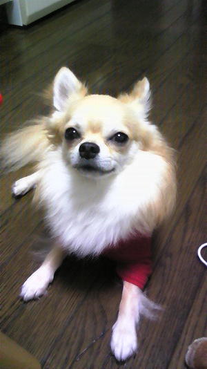 Hugotokomae