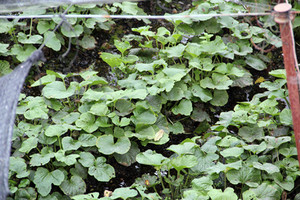 1102wasabi4