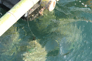 Guru20121130_6