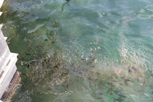 Guru20121207_3