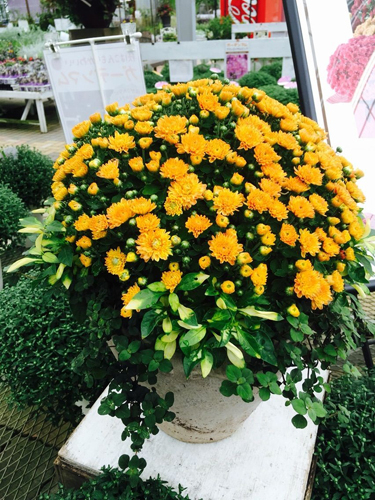 Photo_4