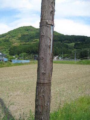 denshin-bashira.JPG