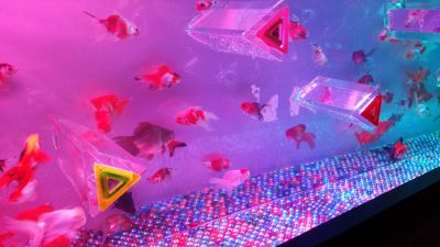 金魚２.jpg