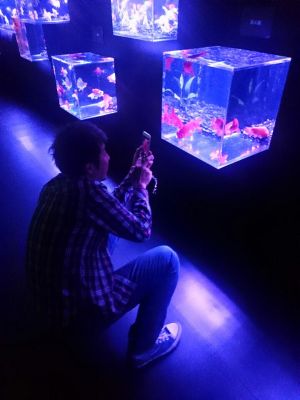金魚３.jpg
