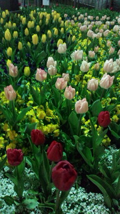 20130407.JPGのサムネール画像