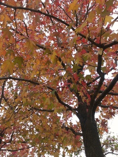 紅葉.jpg
