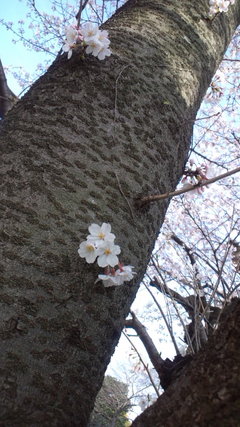 150329b.JPGのサムネール画像