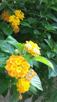 Y0811.jpgのサムネール画像