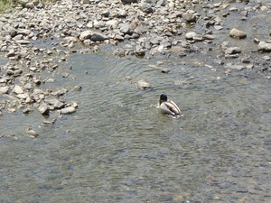 170615-a.jpg