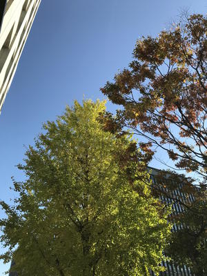 20181115.jpg