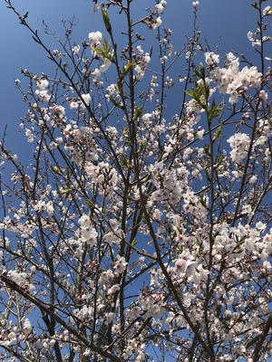190401-b.jpg